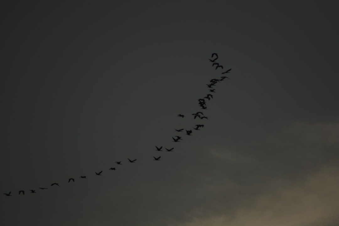 Certificaciones de coaching